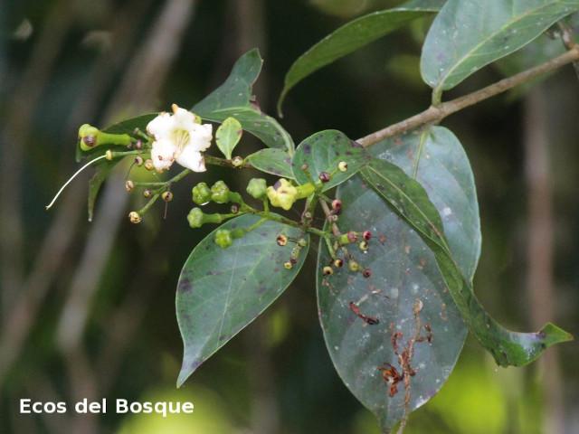 Ferdinandusa panamensis