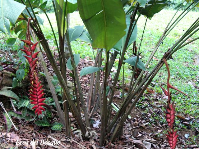 Heliconia vellerigera 