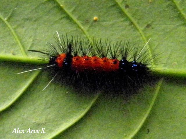 Macrocneme cabimensis