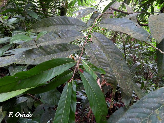 Moquilea platypus (Sonzapote, Zapote mechudo)
