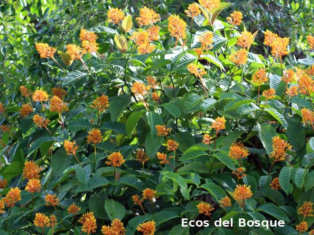 Palicourea guianensis (Cafecillo)