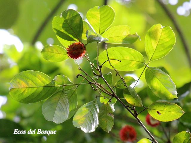 Paullinia granatensis