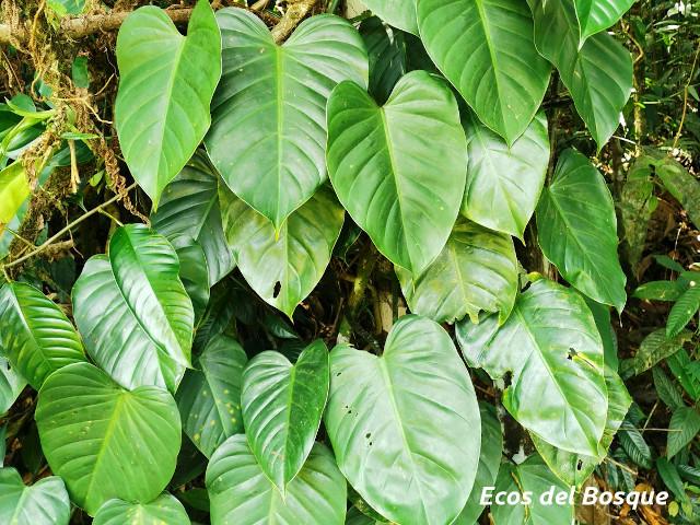 Philodendron platypetiolatum