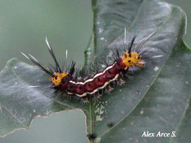 Psoloptera thoracica