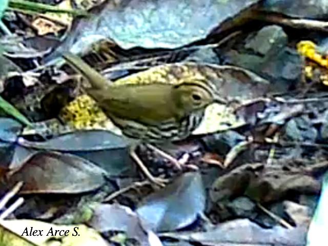 Seiurus aurocapilla (Reinita hornera)