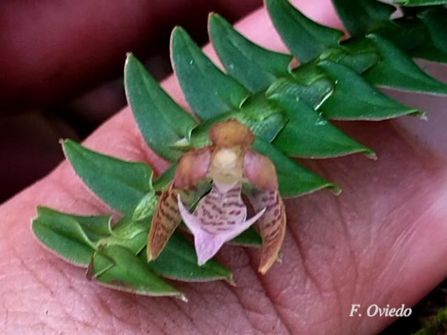 Dichaea costaricensis