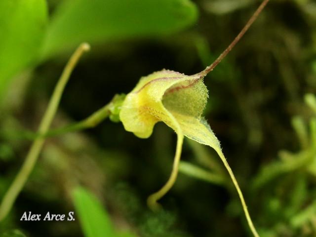 Masdevallia nidifica