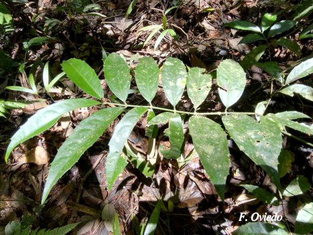 Mollinedia viridiflora