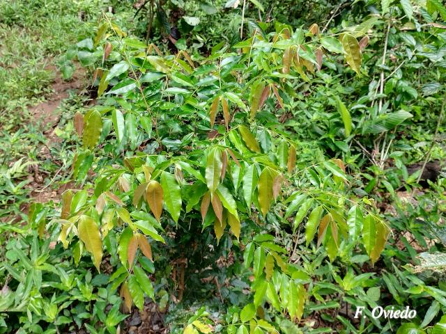 Myrcia splendens (Murta)