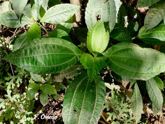 Pilea pteropodon 