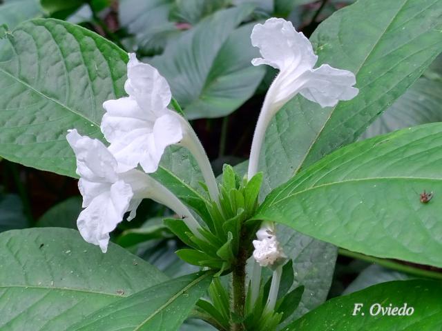 Ruellia palustris (Costilla de vaca)