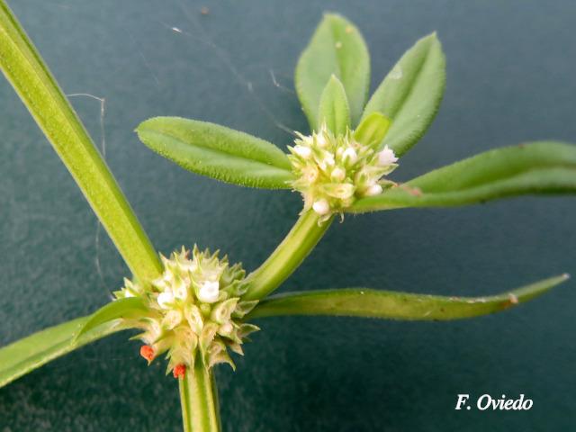 Spermacoce prostrata (Fierrillo)