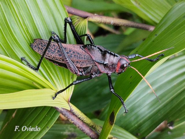 Taeniopoda reticulata (Saltamonte púrpura)