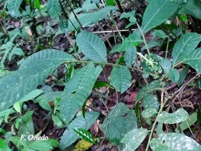 Trichilia pittieri (Cedro cóbano)