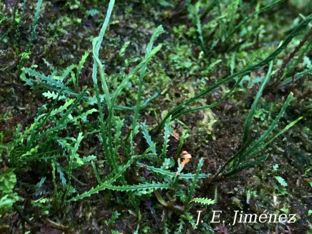 Cochlidium serrulatum