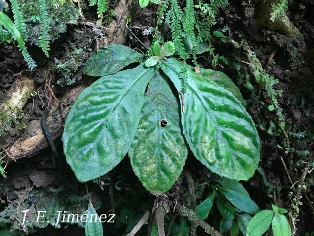 Napeanthus apodemus