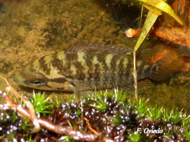 Parachromis loisellei (Guapote amarillo)
