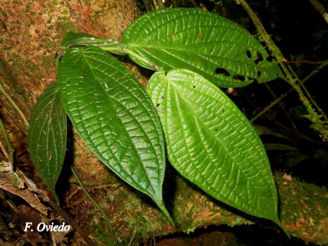 Piper arcteacuminatum