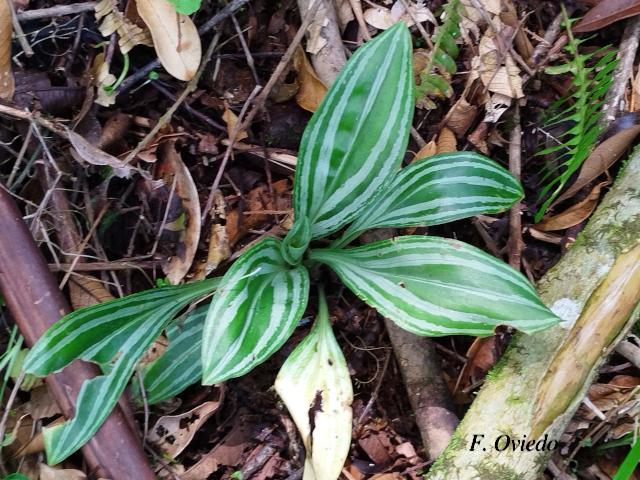 Sarcoglottis hunteriana