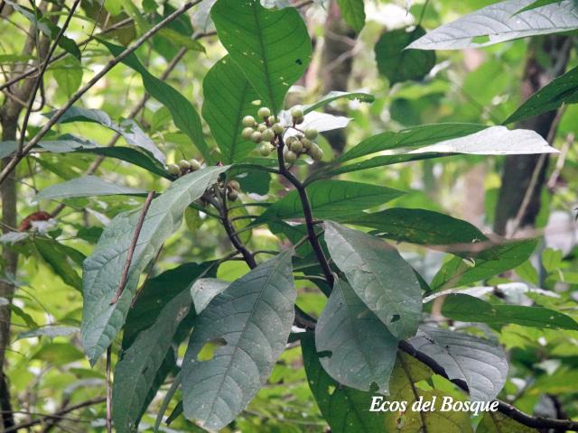 Solanum rovirosanum (Tomatillo)