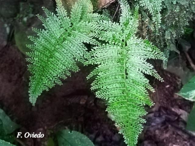 Asplenium uniseriale