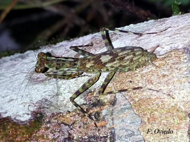 Liturgusa maya (Mantis de corteza)