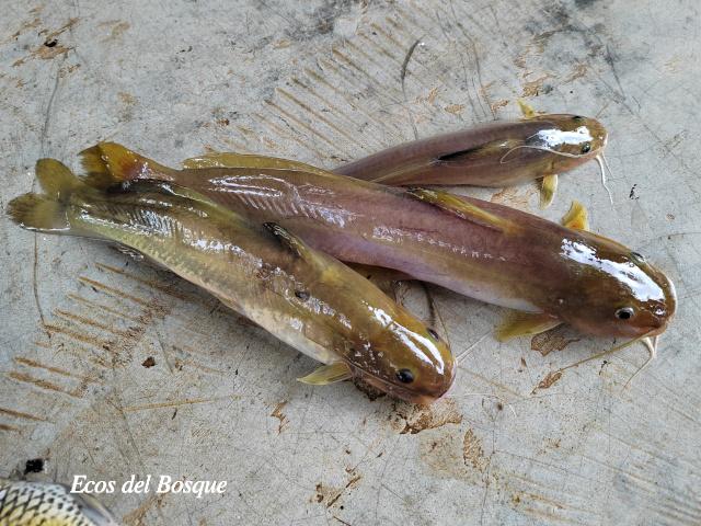 Rhamdia rogersi