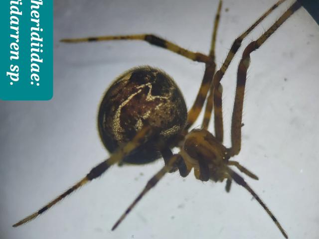 Tidarren sp