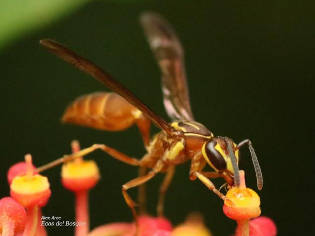 Agelaia centralis (Avispa de cavidades central)