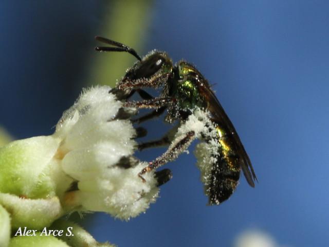 Augochlorella aurata (Avispa del sudor)