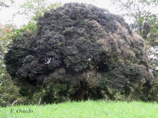 Myrcianthes fragrans (Guayabillo, Murta)