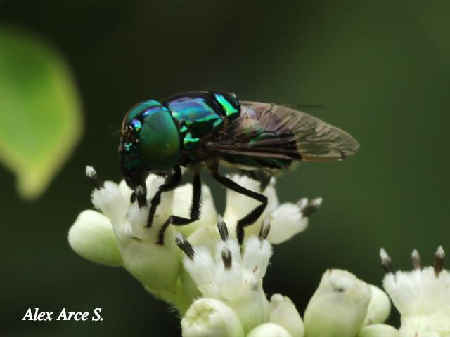 Ornidia obesa