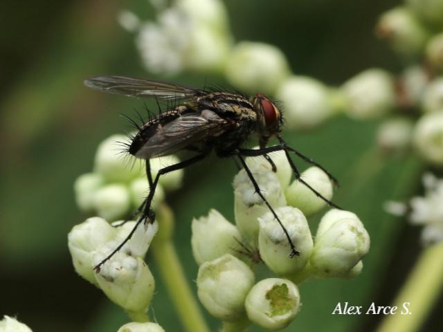 Ptilodexia sp