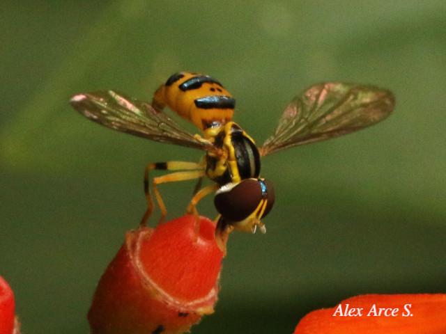 Toxomerus virgulatus