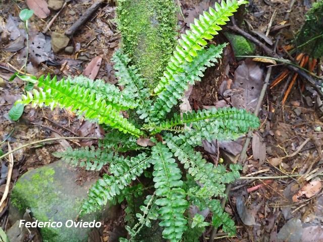 Asplenium sp