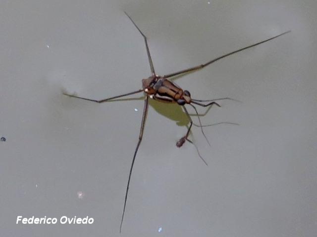 Gerrido no Identificado
