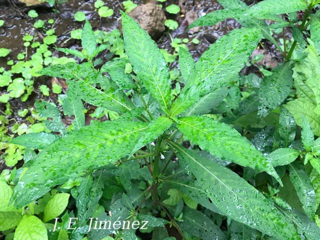 Hygrophila costata
