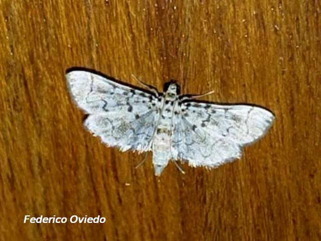 Metoeca foedalis