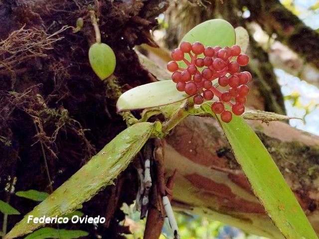 Notopleura parasitica