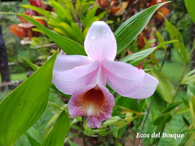 Sobralia turrialbina (Flor de un día)