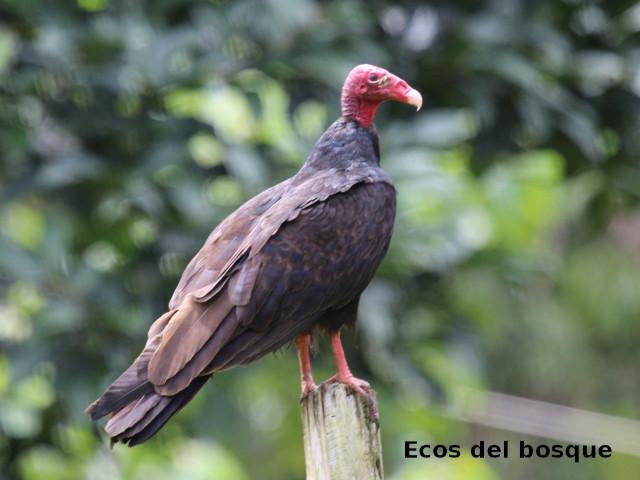 Cathartes aura (Zopilote cabecirrojo)