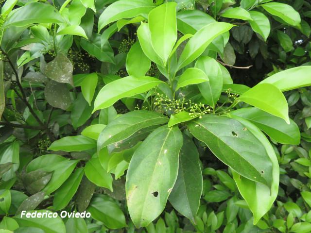 Ocotea cernua (Ira, Quizarrá lorito, Sigua amarillo)