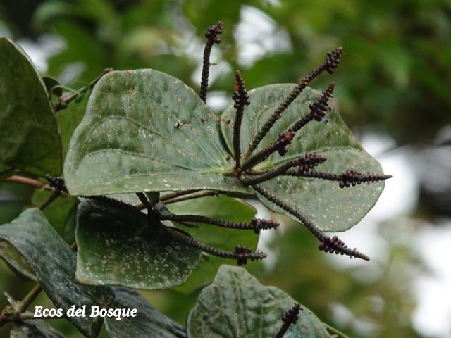 Oryctanthus cordifolius