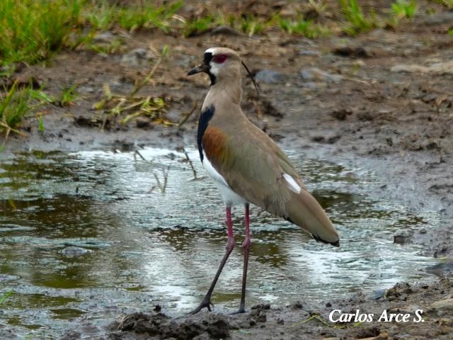 Vanellus chilensis (Chorlitazo sureño)
