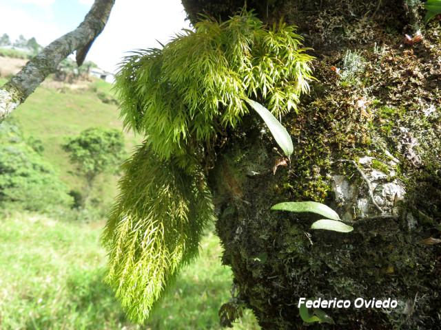 Huperzia linifolia