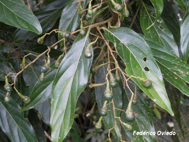 Nectandra membranacea (Aguacatillo)