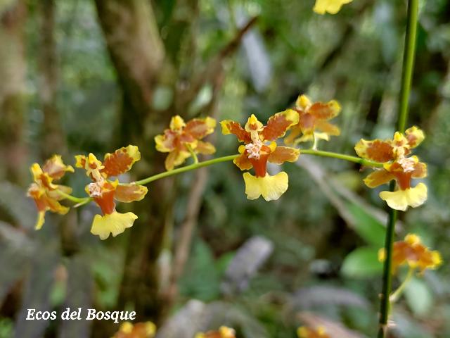Oncidium dichromaticum