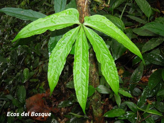 Anthurium pentaphyllum