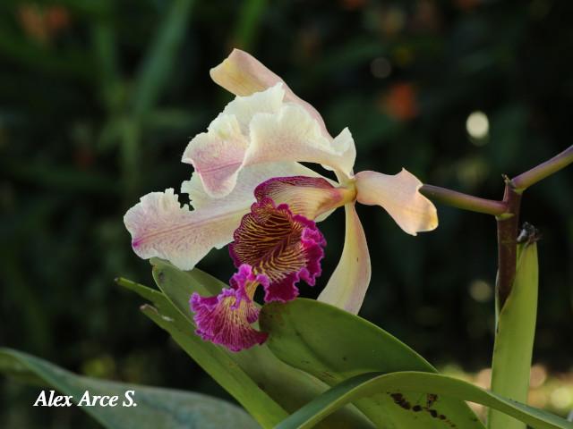 Cattleya dowiana (Guaria Turrialba)