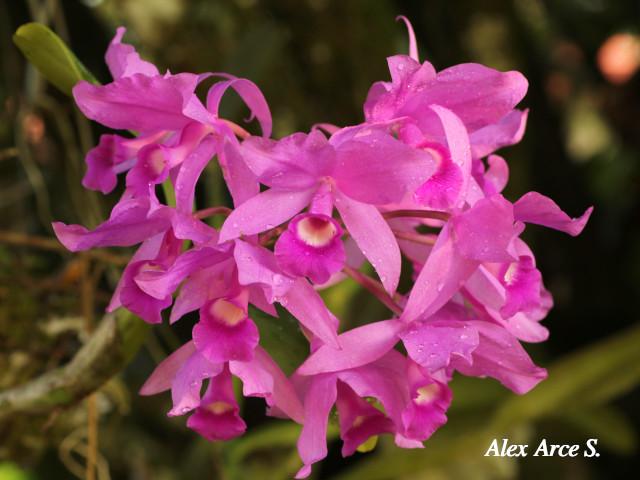Guarianthe skinerii (Guaria morada, Candelaria)